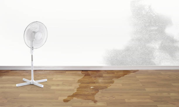 Best Flood damage cleanup  in White Pigeon, MI