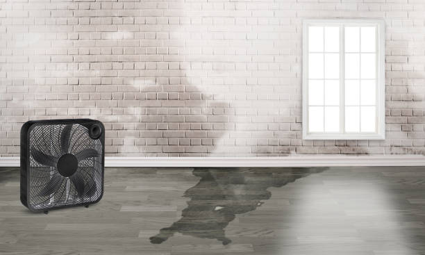Best Local water damage restoration  in White Pigeon, MI